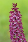 Hybride Helm-Knabenkraut (Orchis militaris) x Purpur-Knabenkraut (Orchis purpurea)